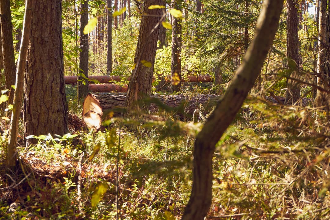 Usunięcie drzewa – kiedy można uznać za stan wyższej konieczności