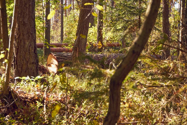 Usunięcie drzewa – kiedy można uznać za stan wyższej konieczności